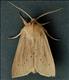 2375 (73.134) Large Wainscot